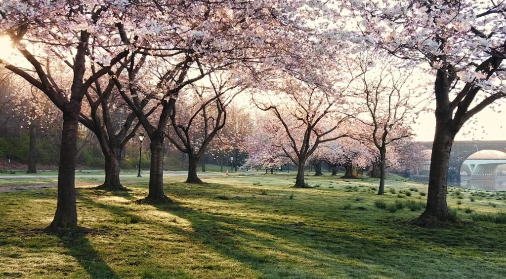 Stay active while working remotely by enjoying the cherry blossoms outdoors.